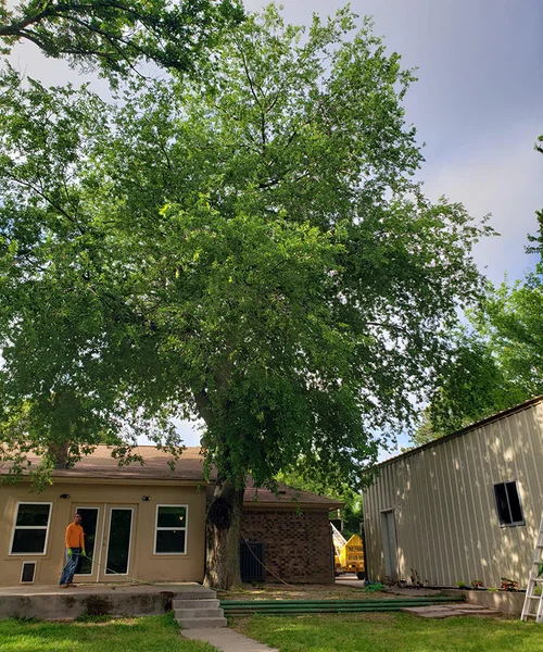 Tree Removal in Mansfield 